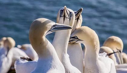 中欧体育官方-阿尔特塔：运气太差效率太低 安帅：定位球很管用