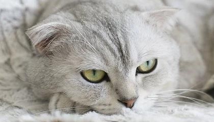 中欧体育 zoty 官网-广厦关键球匪夷所思 宏远险遭逆转让杜锋赛后无言